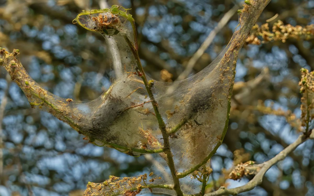Web on tree branches from caterpillars
