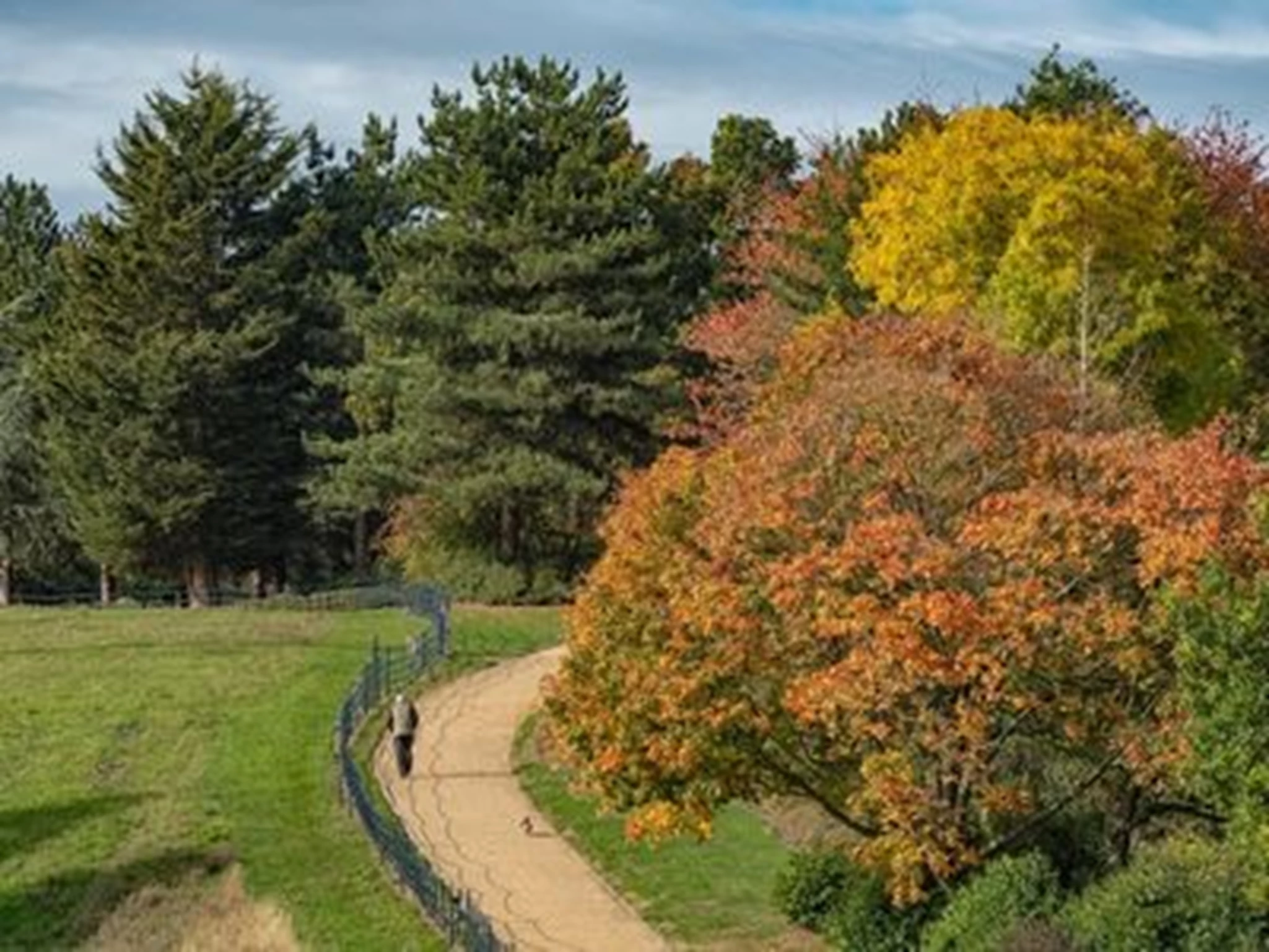 tree-identification-guide