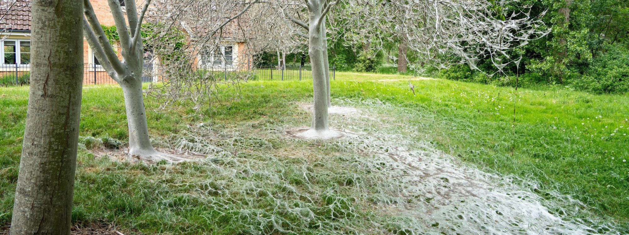 Trees with white webs in parkland