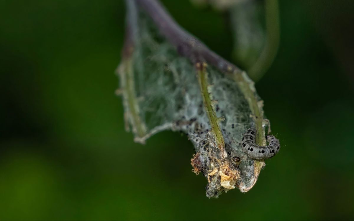 Caterpillars creating web on tree branches
