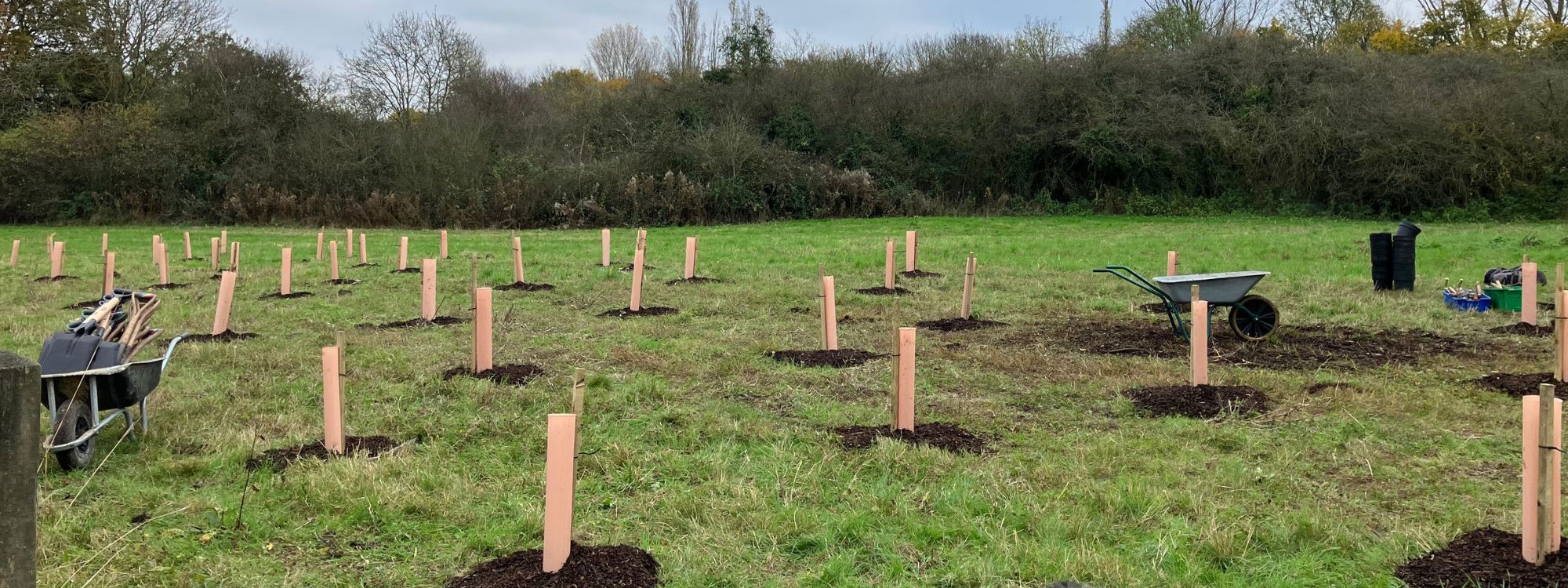 Trees with guards planted in Milton Keynes park