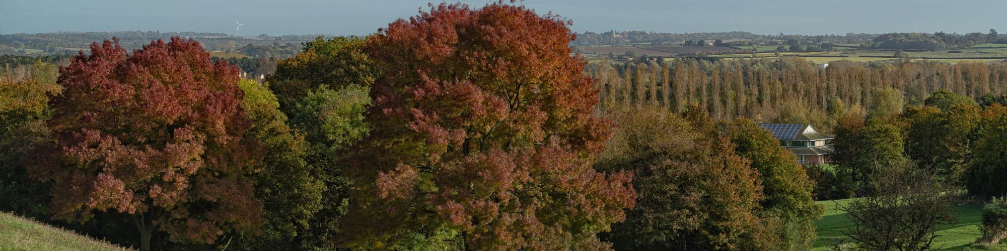 Campbell Park in autumn with red trees and office building in the distance