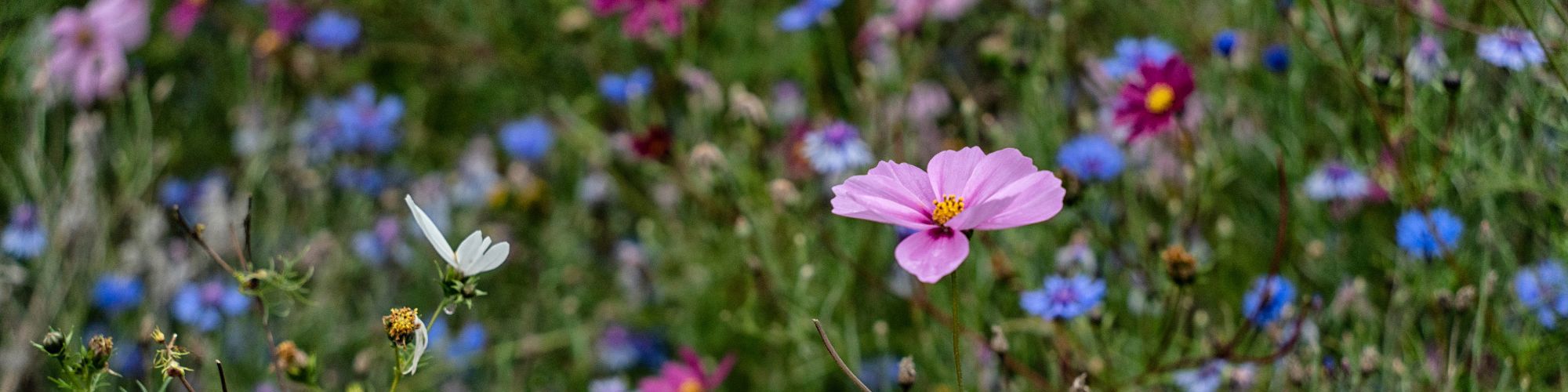 Pink and blue flowers in meadow