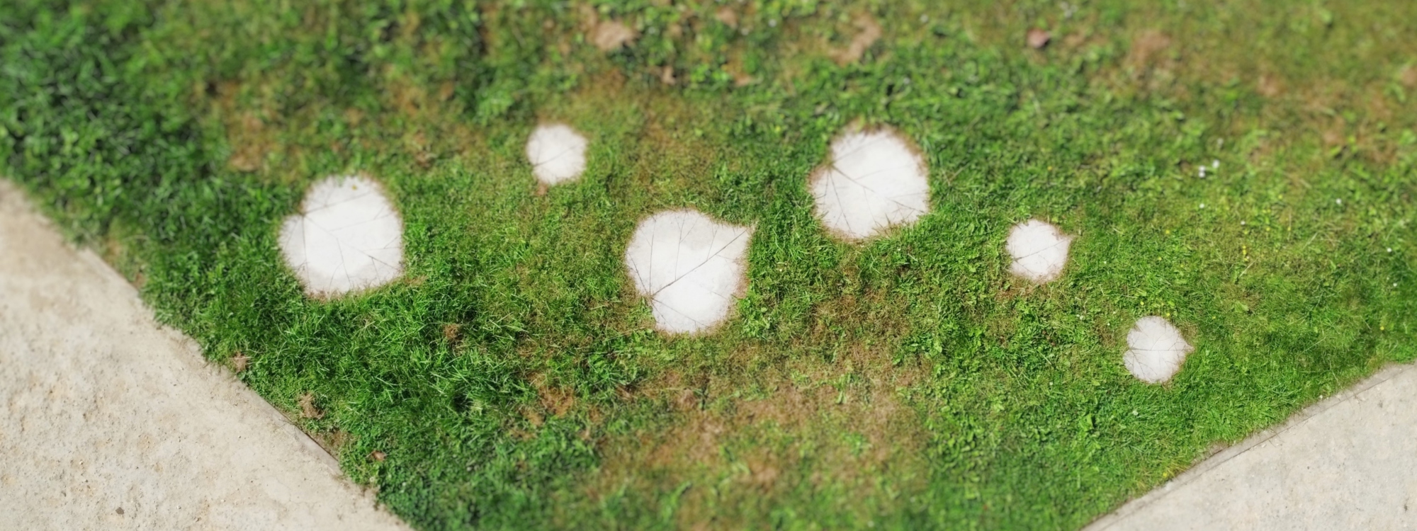 A grassy area featuring distinct white leaf printed stones, creating a striking contrast against the green landscape.