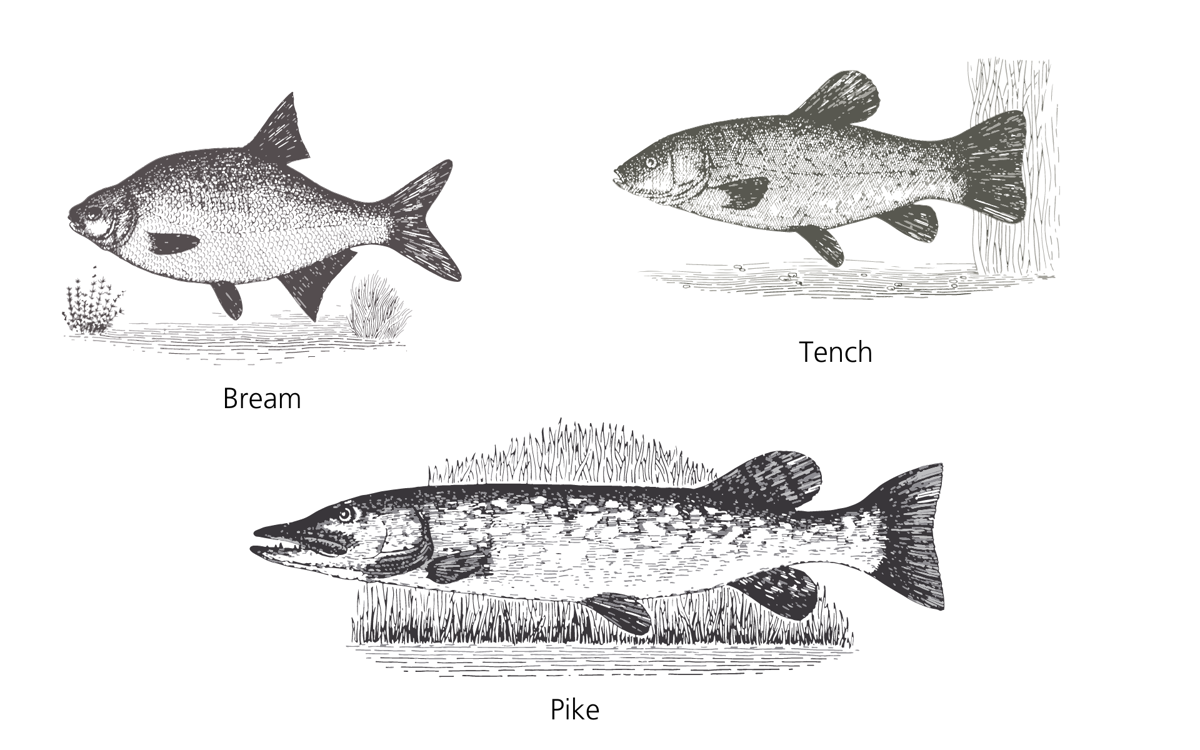 Fish that were farmed at Woolstone