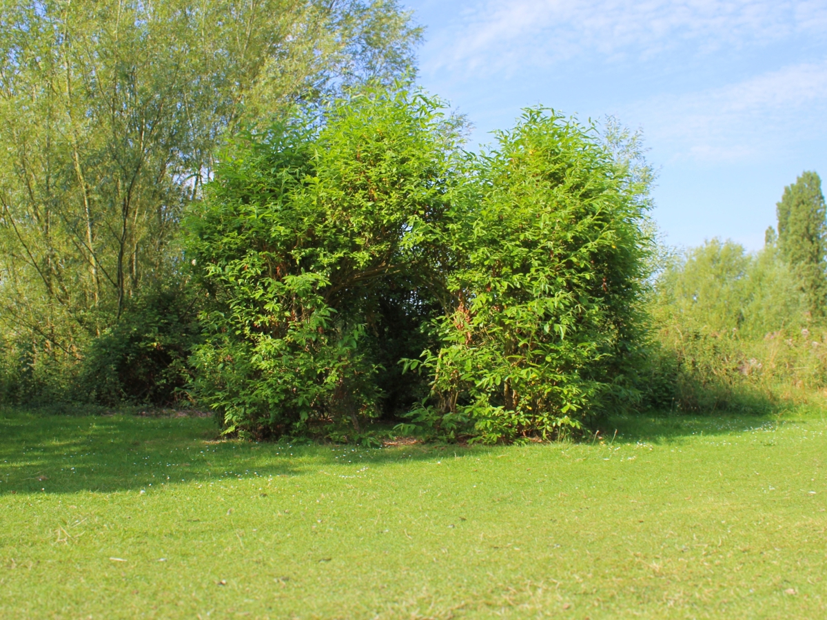 this piece of art started of as twigs intertwined to create a den like structure however as time as passed is as grown leaves to create a large bush like appearance with vibrant leaves