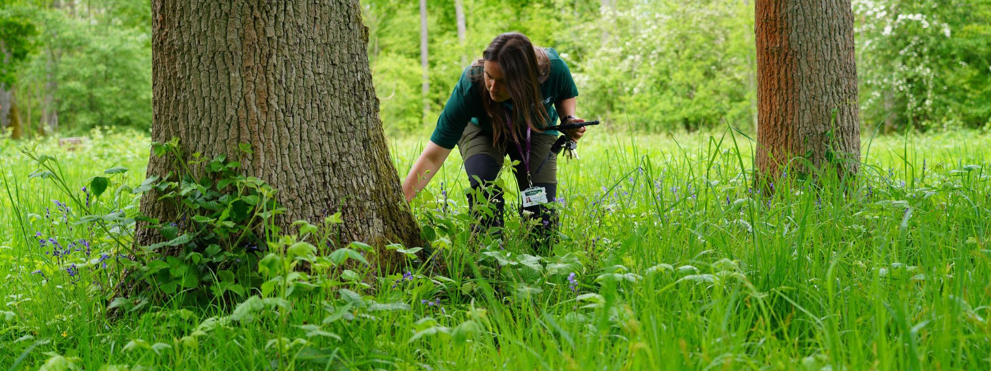 The Parks Trust landscape officer inspecting tree trunk