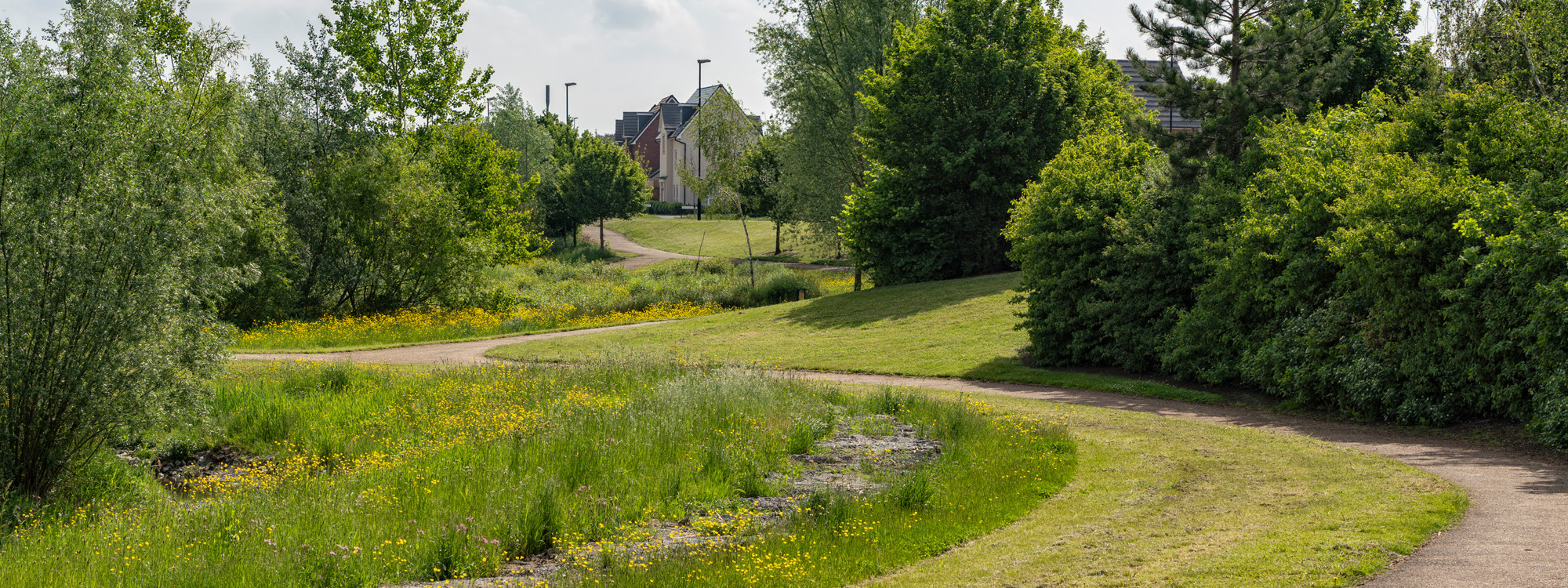 Winding path and wildflower meadow at Brooklands Meadow Park.