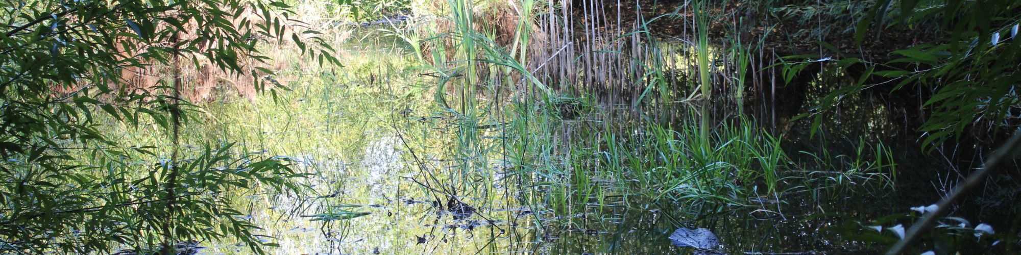 Pond with overhanging willow trees