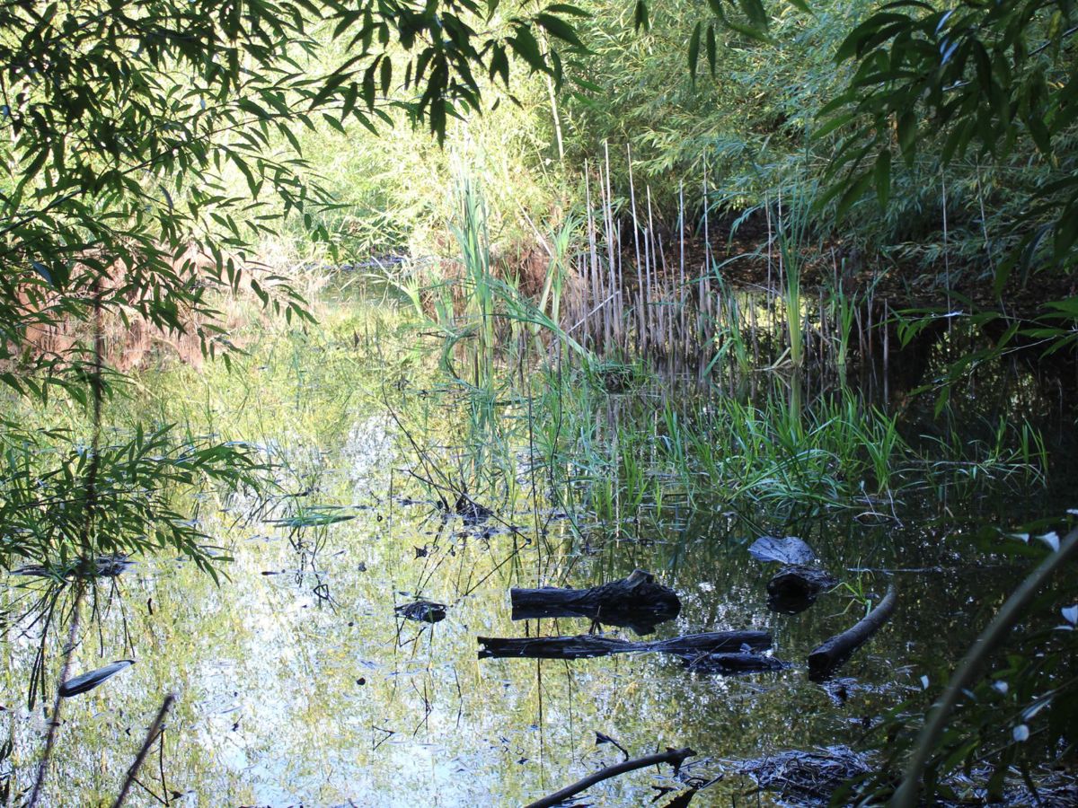 Pond with overhanging willow trees