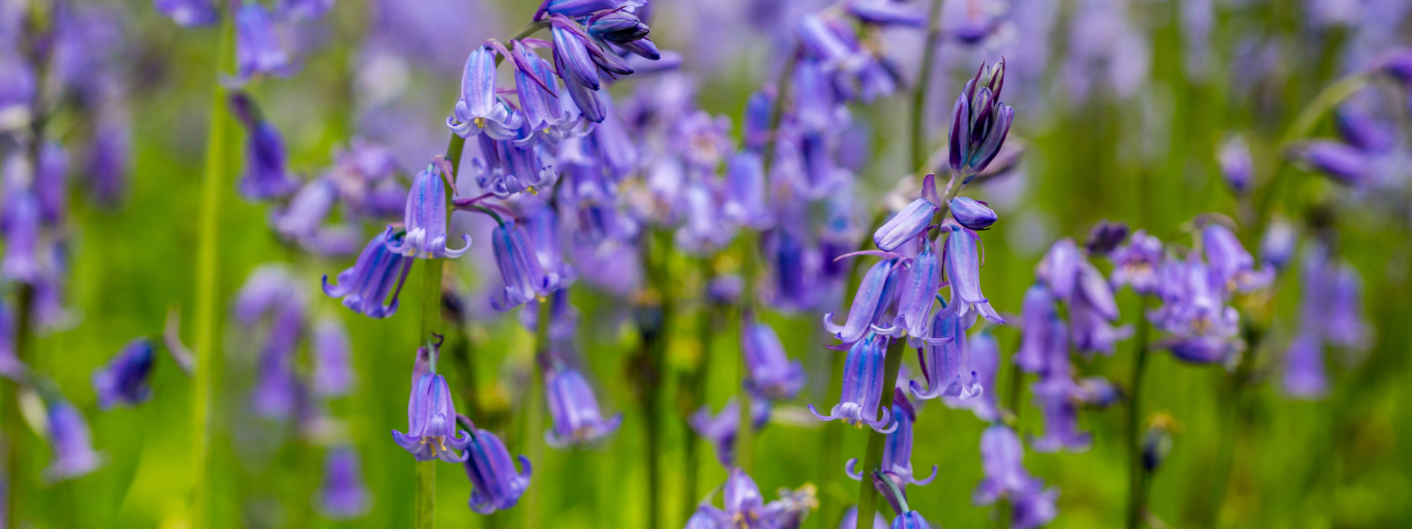 A patch of native British bluebells. 