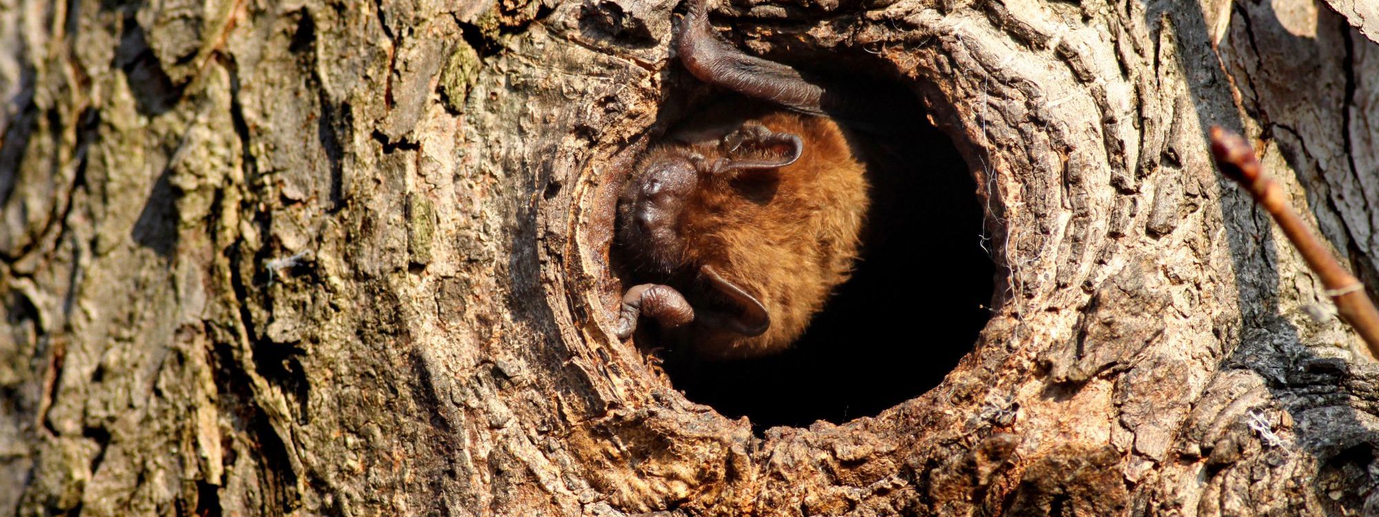 Common Noctule bat in hole in a tree