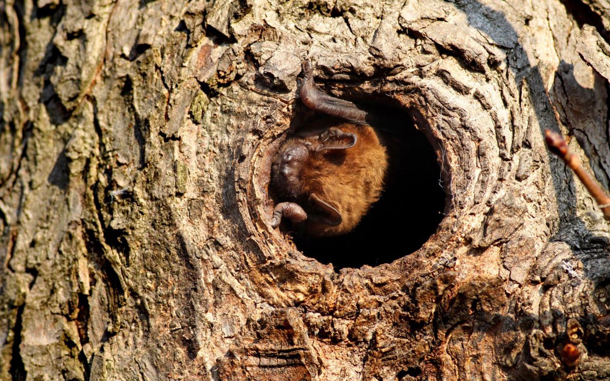 Common Noctule bat in hole in a tree
