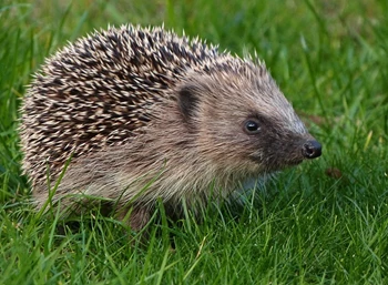 Hedgehog, CTA.jpg