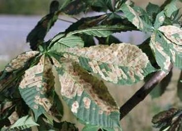 Leaf blotch
