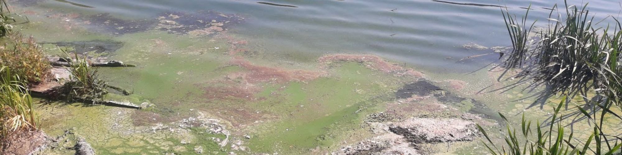 Green algae blooms on lake in Milton Keynes