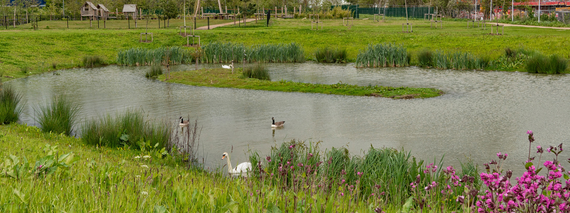 Lake with waterfowl and houses in the background.