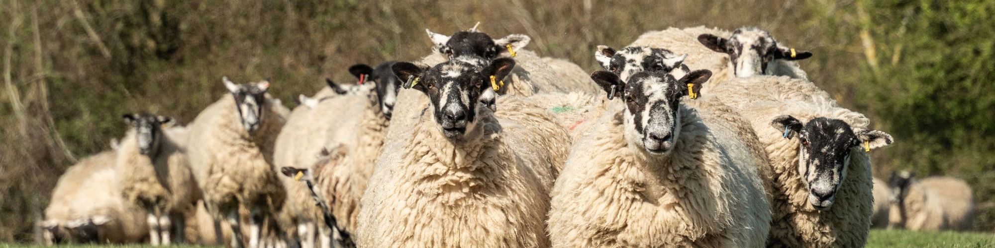 Sheep walking on path in Woughton on the Green in Milton Keynes