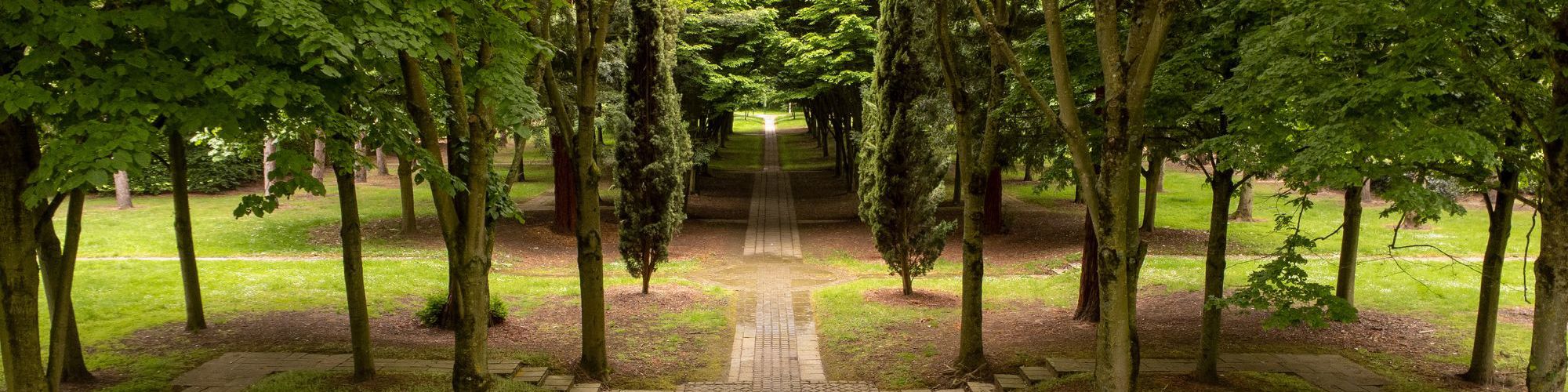 Drone view through the trees in the Tree Cathedral in Milton Keynes