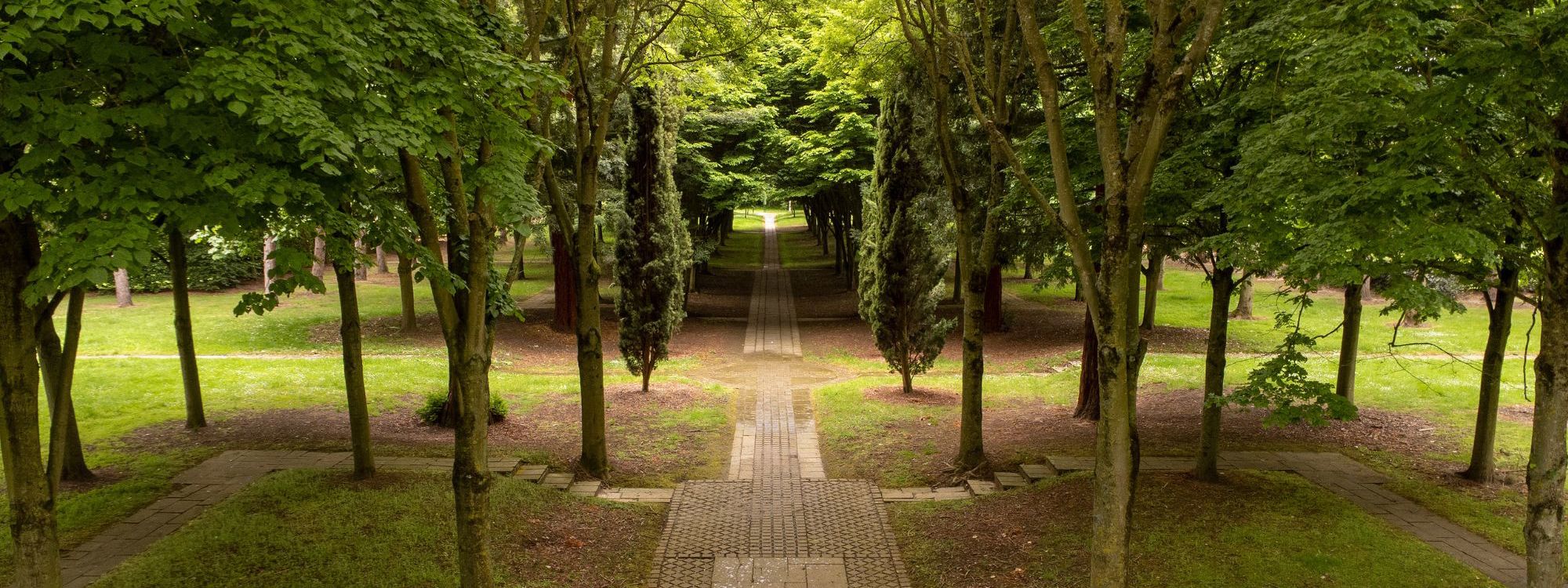 Drone view through the trees in the Tree Cathedral in Milton Keynes