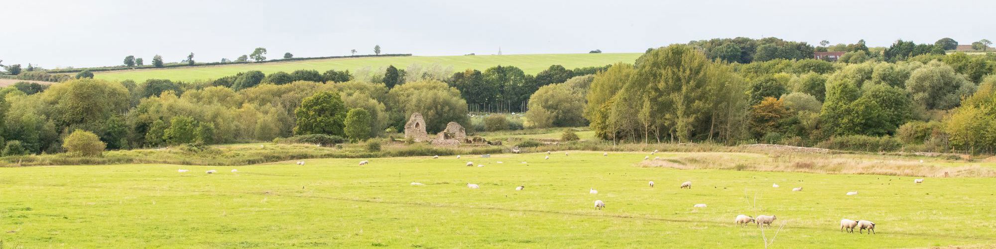 Field with sheep in Milton Keynes with remains of St Peters Church in the distance