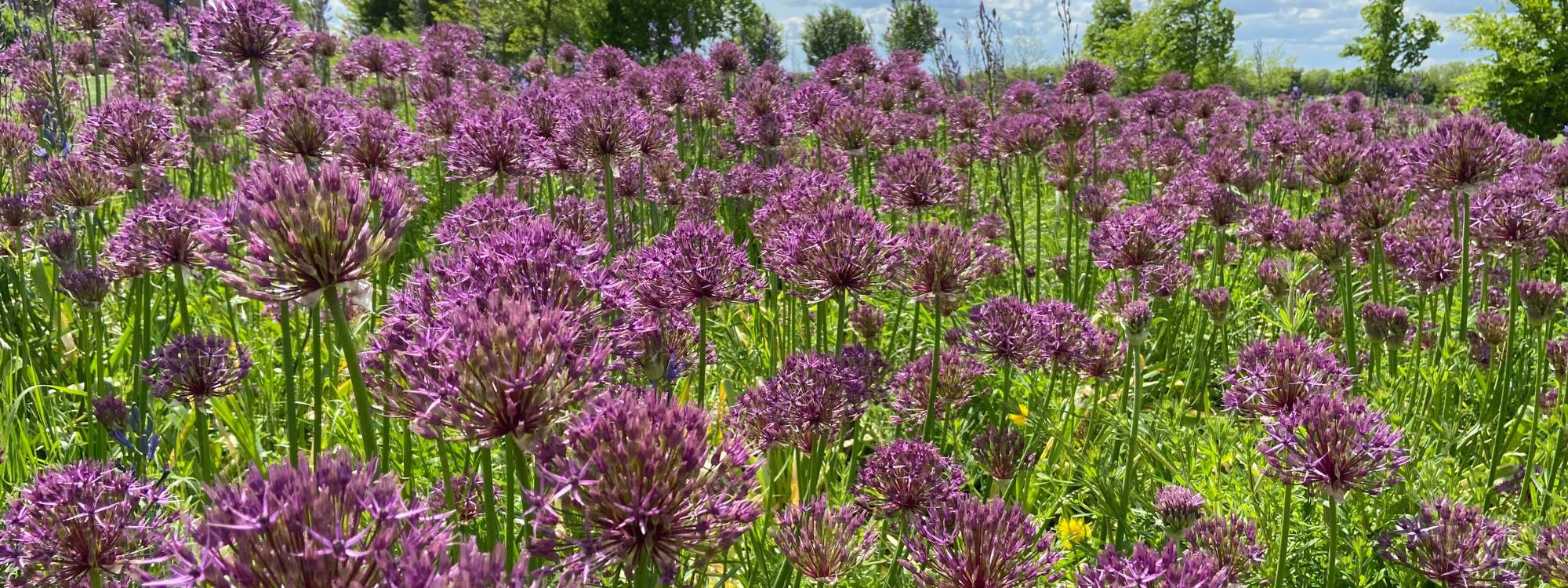 Pinky purple allium flowers in meadow with blue sky and trees in the distance