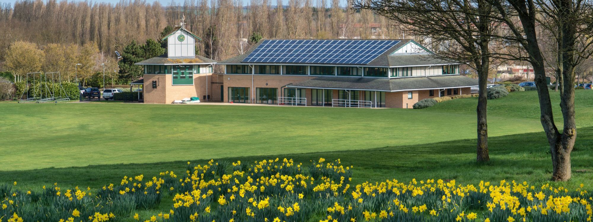 Blanket of daffodils with yellow flowers on bank overlooking Campbell Park Pavilion