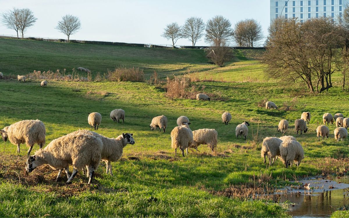 Sheep grazing Campbell Park next to pond with Hotel La Tour in the background