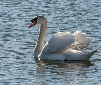 Swans 1.jpg
