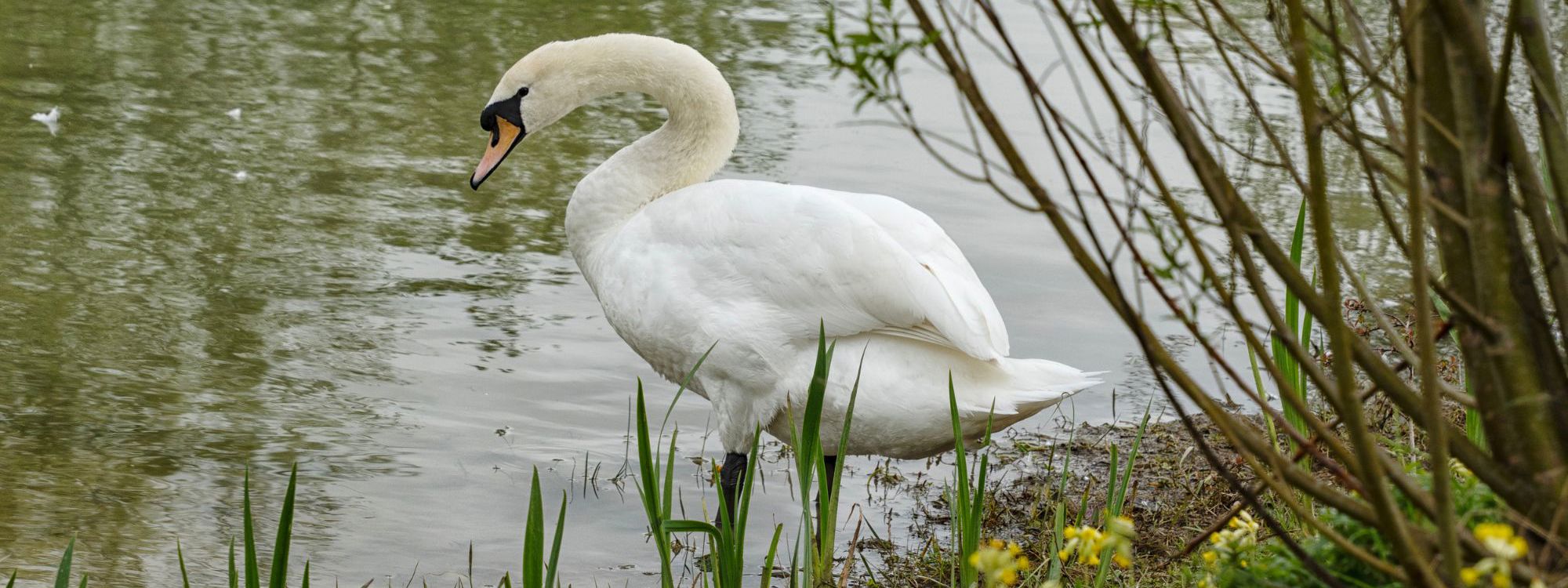 Swan perching next to waters edge