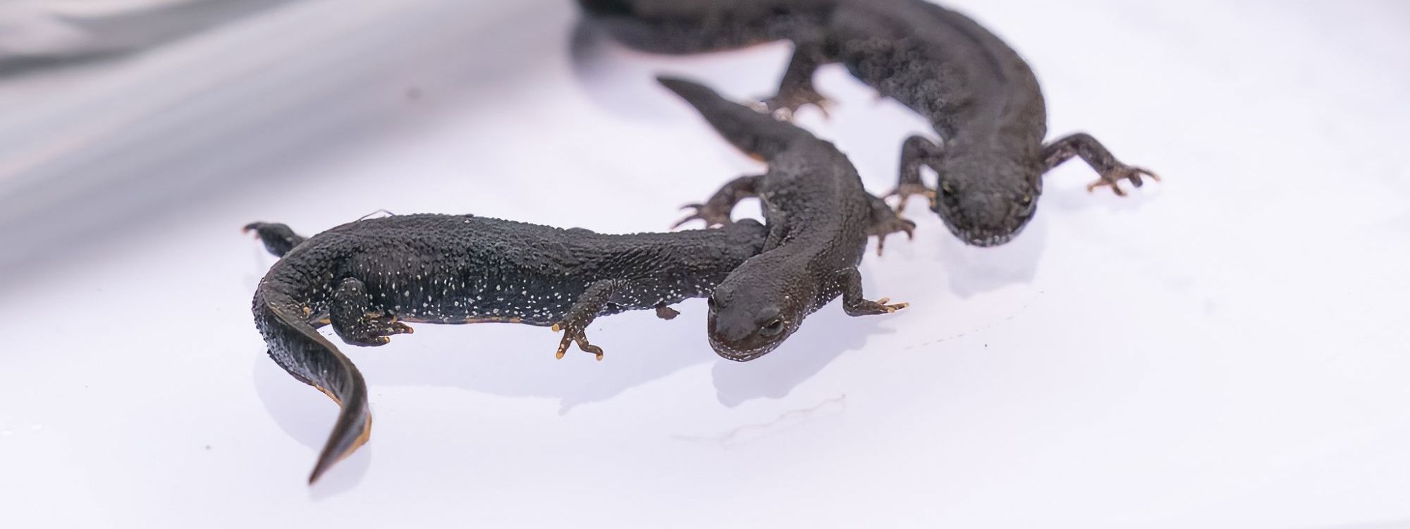 Great Crested Newts