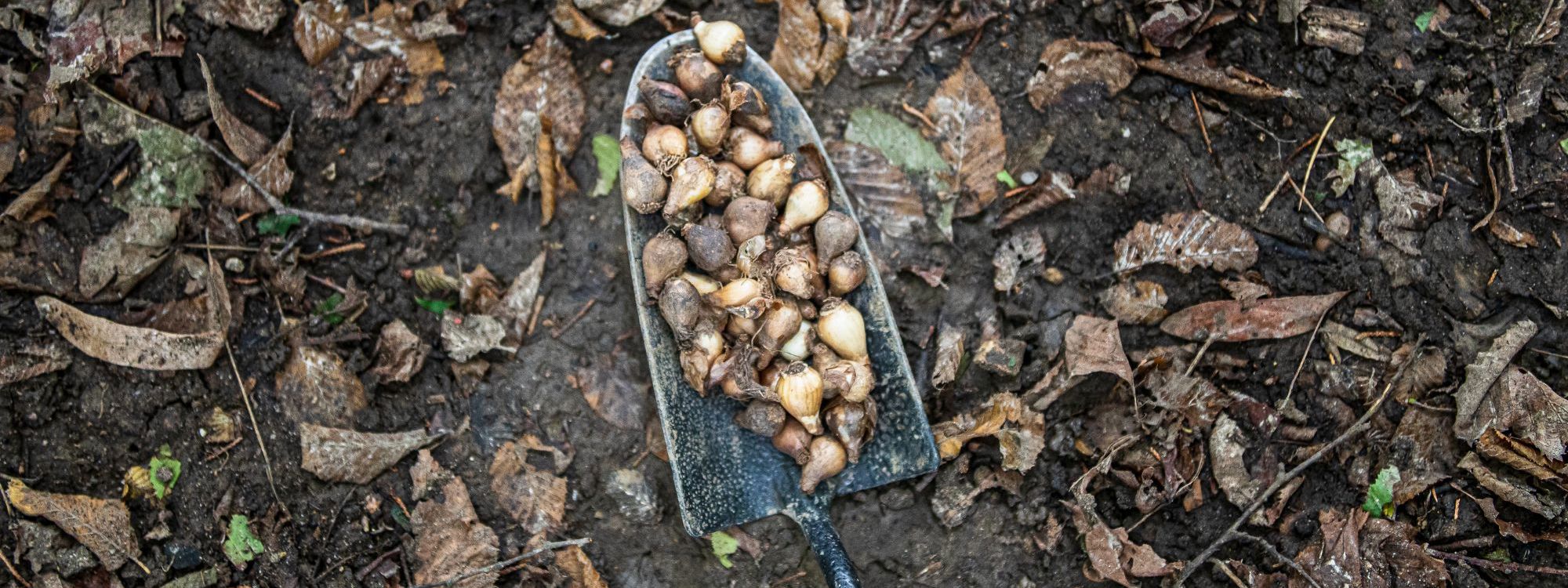 Shovel With Bulbs On It Outdoors