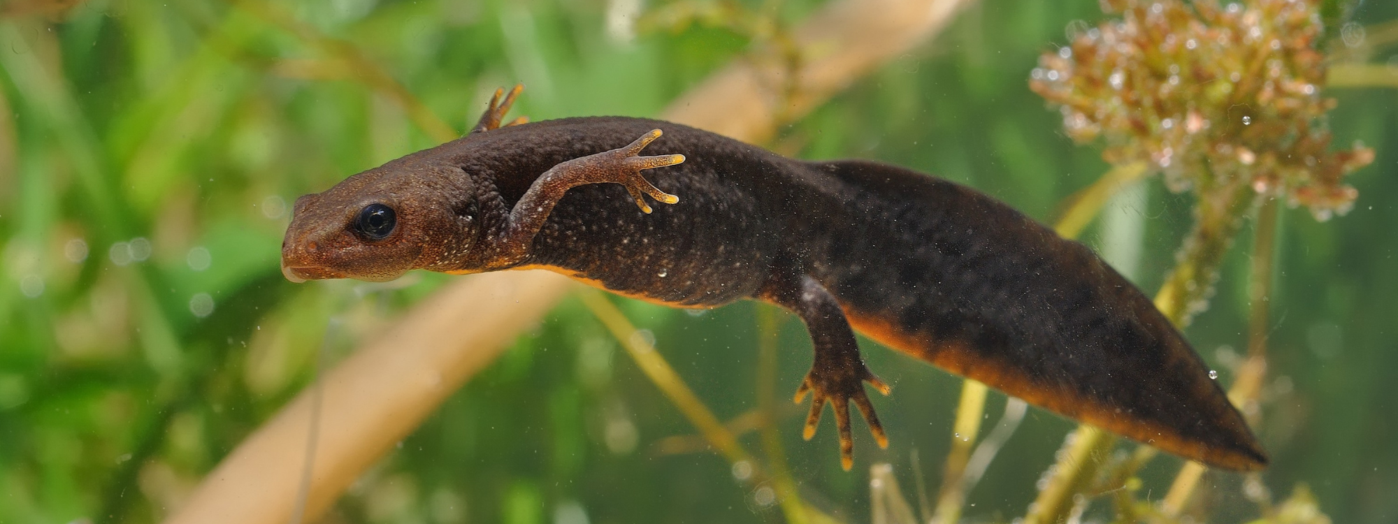 A great crested newt floating in the water. There are pond weeds in the background. The new tis dark brown in colour with a bright orange stripe on the underside of its large tail, and orange tips on its fingers and toes