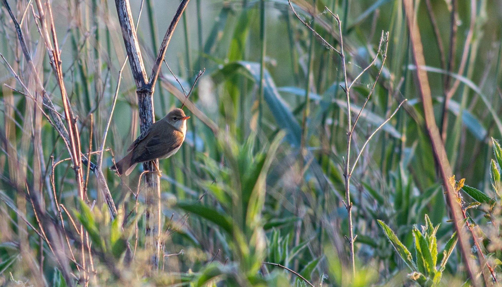 Marsh Warbler - Media Image