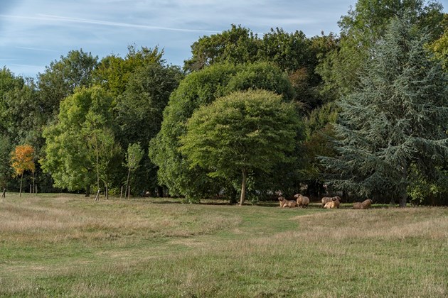 Wood Pasture with wooden sheep at Great Linford Manor Park