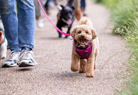 Walk Your Dog Month - Blog