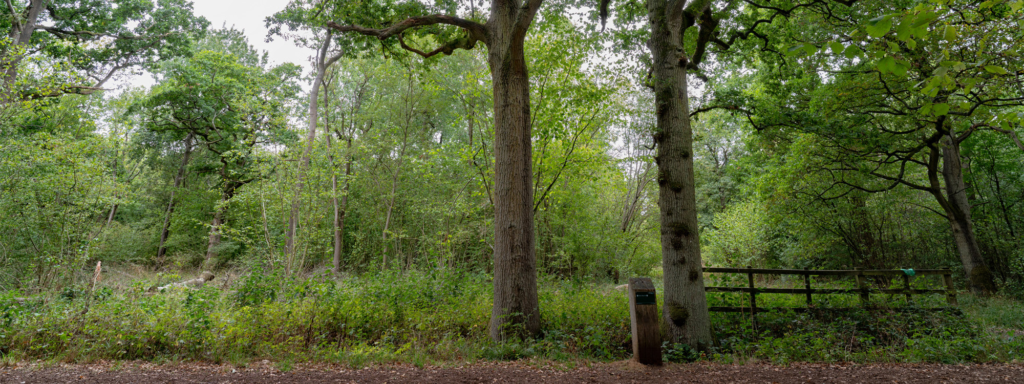 Two oak trees and leafy ground.