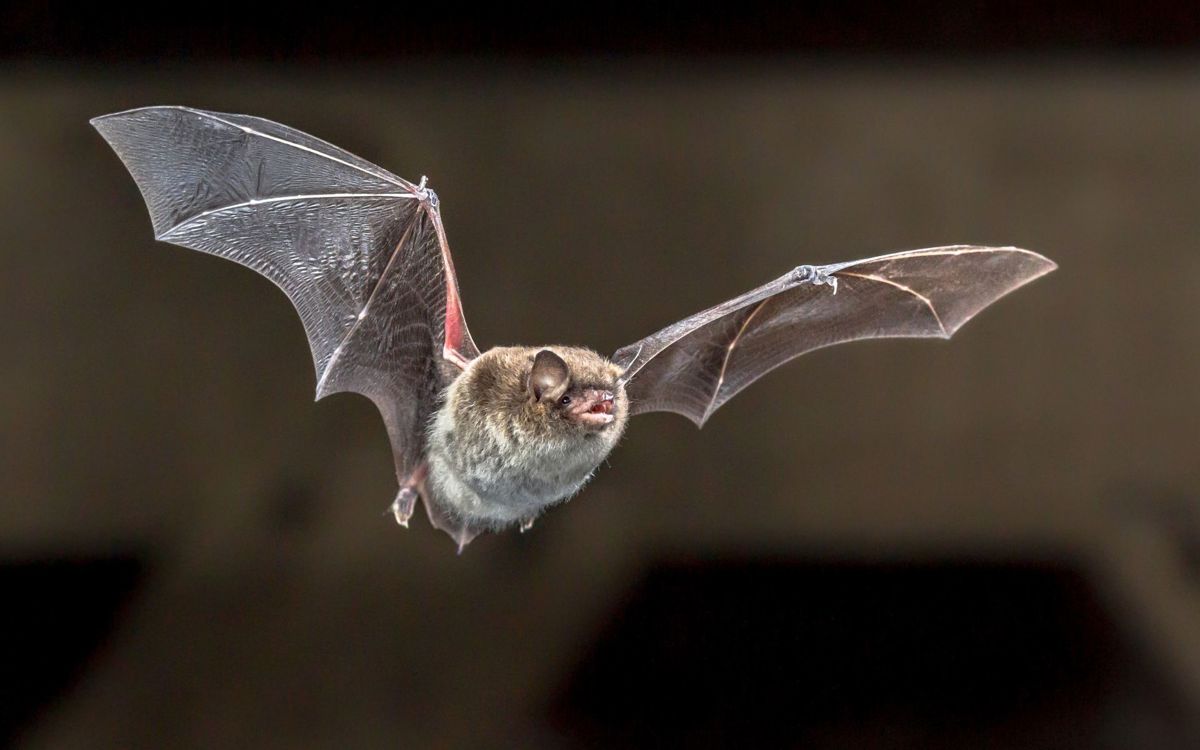 Flying daubentons bat flying