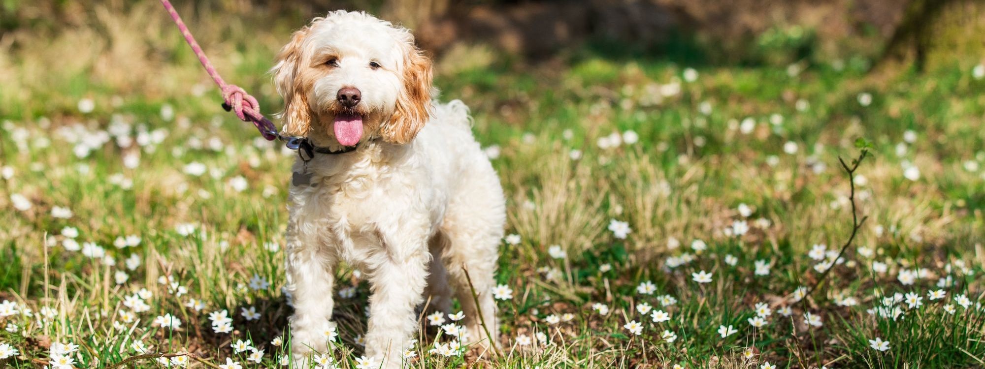 Dog on lead in Milton Keynes park