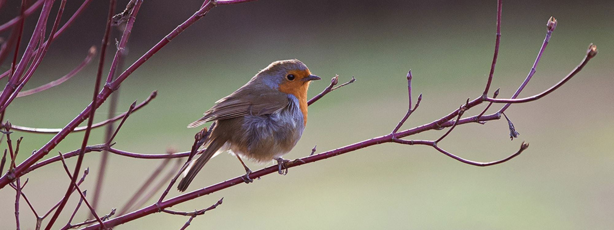 Robin sat on branch in park