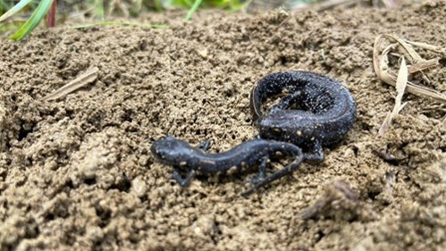 pair of newts body