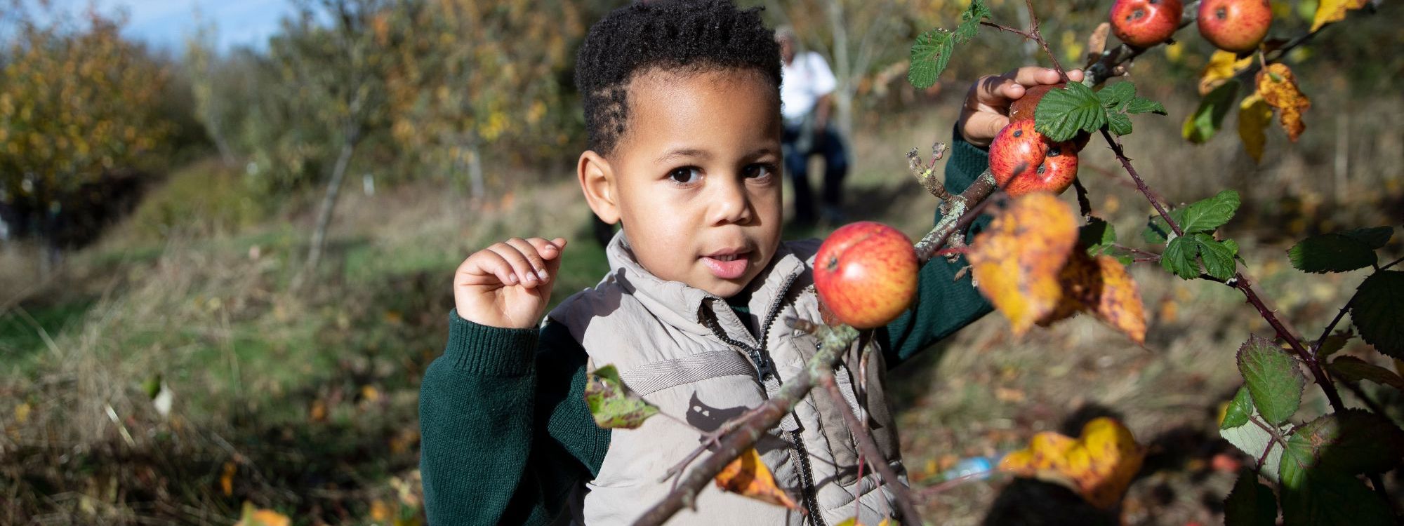 Child picking apples from a tree in the park