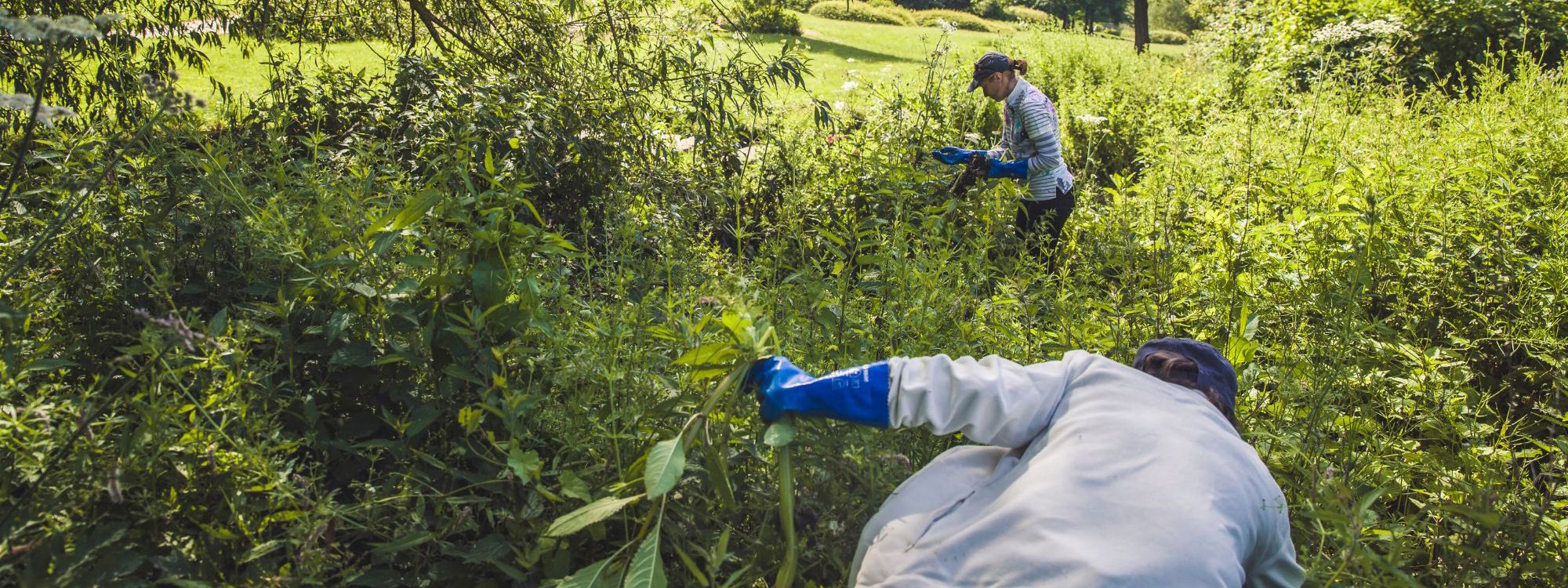 People wearing gloves pulling plants out of the ground in a park