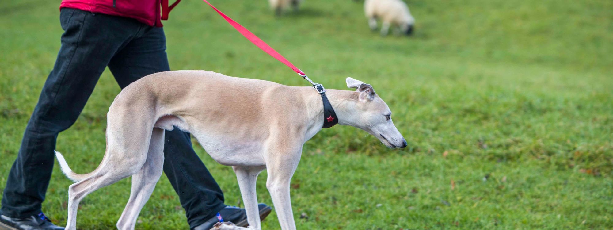 Dog walking on lead next to sheep in park