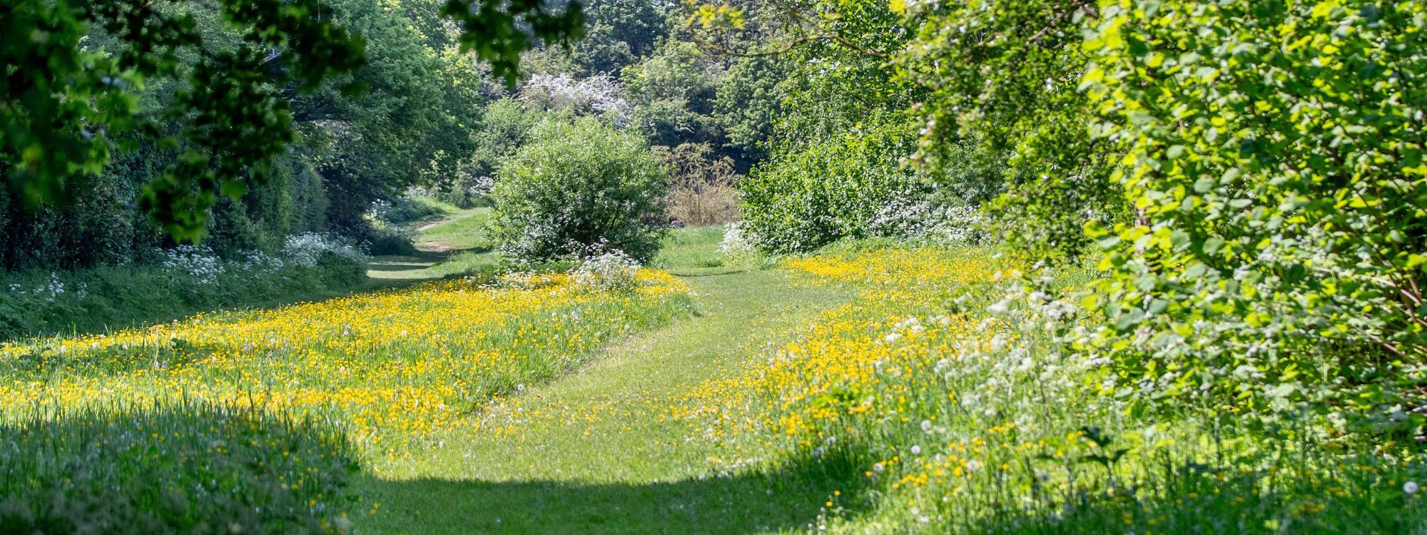 A winding path through cut grass in parkland of Milton Keynes