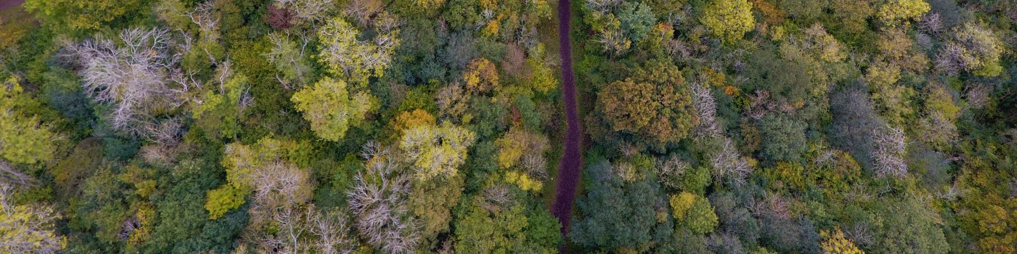 Drone photo of trees in Linford Wood in Milton Keynes