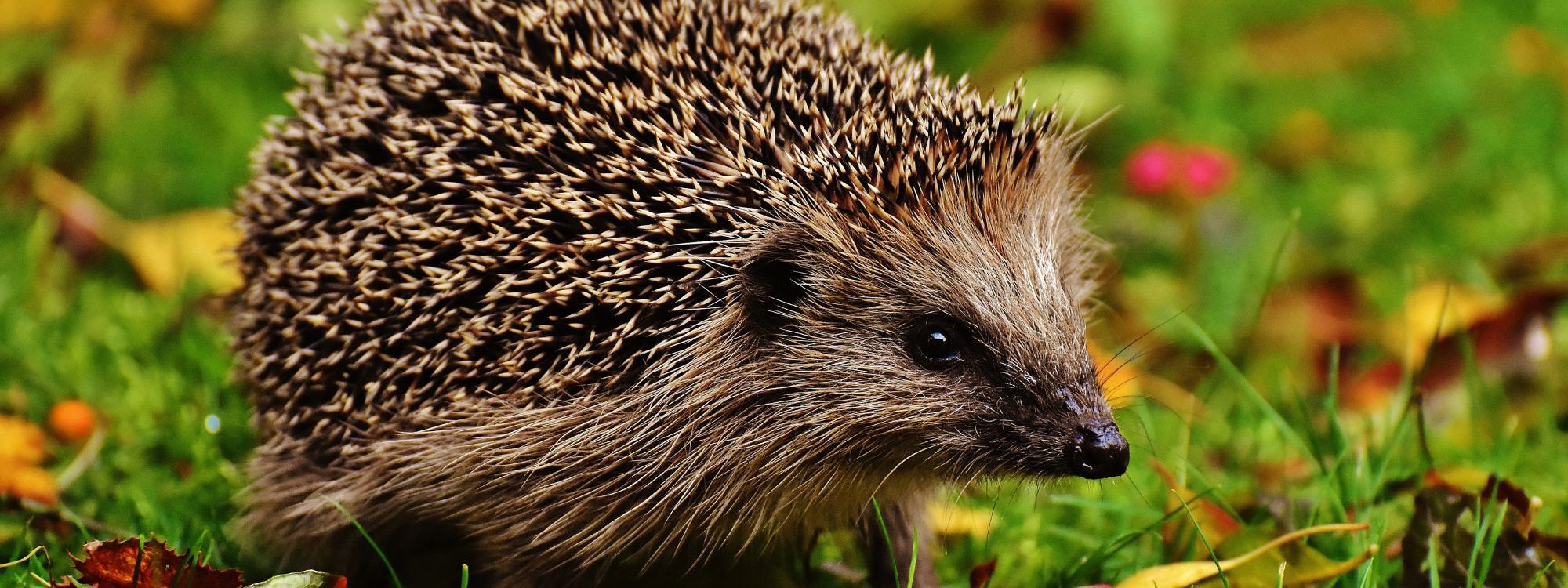 Hedgehog in parkland 