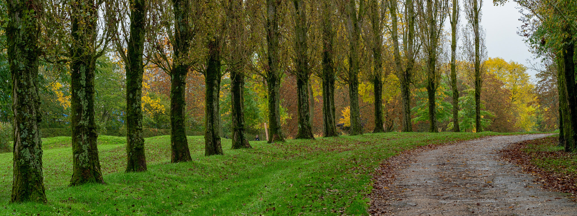 A line of trees adjacent to a footpath at the Canal Broadwalk.