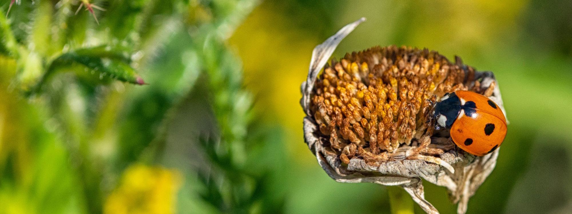 Lady bird on flower