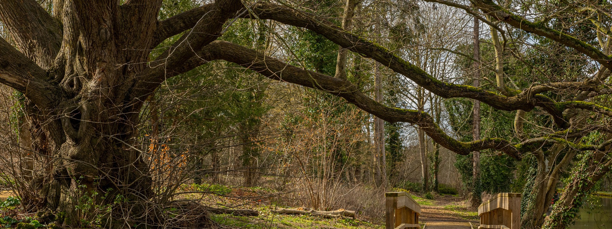 Large tree and timber bridge at Great Linford Manor Park.